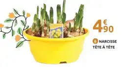 Mr Bricolage Narcisse tête à tête offre