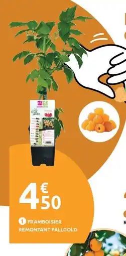 Mr Bricolage Framboisier remontant fallgold offre