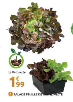 Mr Bricolage Salade feuille de chene mixte offre
