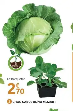 Mr Bricolage Chou cabus rond mozart offre