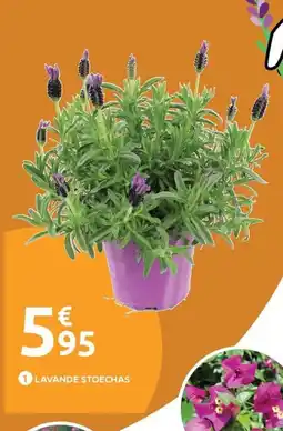 Mr Bricolage Lavande stoechas offre