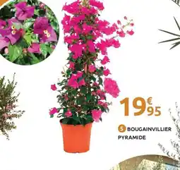 Mr Bricolage Bougainvillier pyramide offre