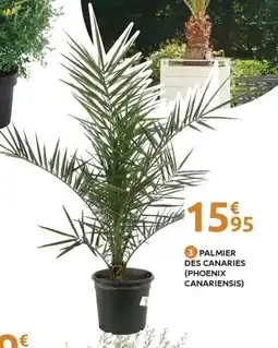 Mr Bricolage Palmier des canaries (phoenix canariensis) offre