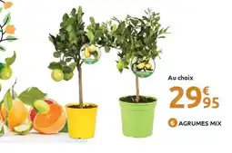 Mr Bricolage Agrumes mix offre