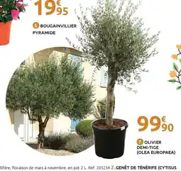 Mr Bricolage Olivier demi-tige (olea europaea) offre