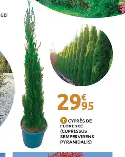 Mr Bricolage Cyprès de florence (cupressus sempervirens pyramidalis) offre
