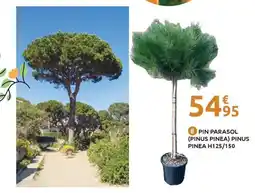 Mr Bricolage Pin parasol (pinus pinea) pinus pinea h125/150 offre