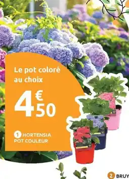 Mr Bricolage Hortensia pot couleur offre