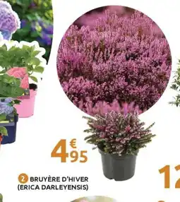 Mr Bricolage Bruyère d'hiver (erica darleyensis) offre