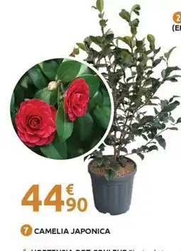 Mr Bricolage Camelia japonica offre