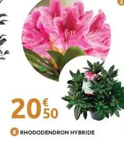 Mr Bricolage Rhododendron hybride offre