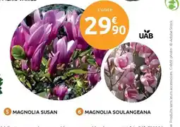Mr Bricolage Magnolia susan offre