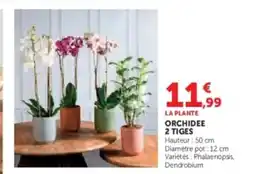Hyper U Orchidee 2 tiges offre