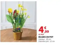 Hyper U Bulbes en pot offre