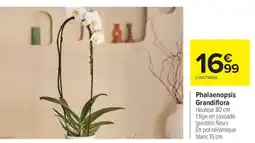 Carrefour Phalaenopsis Grandiflora offre