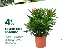 Truffaut Laurier-rose en touffe offre