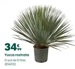 Truffaut Yucca rostrata offre