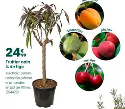 Truffaut Fruiter nain ¼ de tige offre