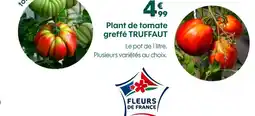 Truffaut Truffaut plant de tomate greffé offre