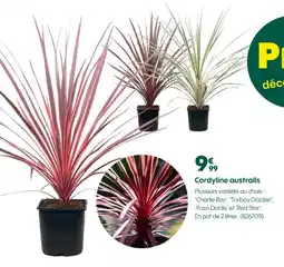 Truffaut Cordyline australis offre