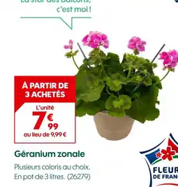 Truffaut Géranium zonale offre