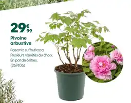 Truffaut Pivoine arbustive offre