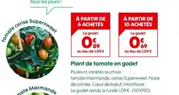 Truffaut Plant de tomate en godet offre