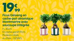 Truffaut Ficus ginseng en cache-pot céramique montmartre avec soucoupe intégrée offre