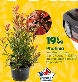 Truffaut Photinia offre