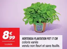 Netto Hortensia plantation pot 17 cm offre