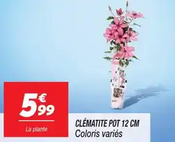 Netto Clématite pot 12 cm offre