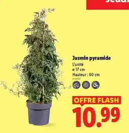 Lidl Flash - jasmin pyramide offre