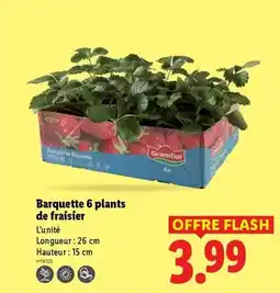 Lidl Flash - barquette 6 plants de fraisier offre