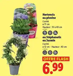 Lidl Flash - hortensia ou pivoine offre