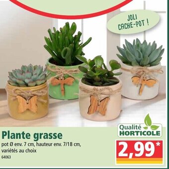 Norma Plante grasse offre