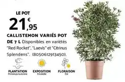 Bricomarché CALLISTEMON VARIÉS POT DE 7 L offre