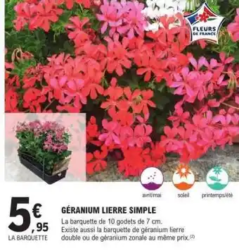 E.Leclerc Géranium lierre simple offre