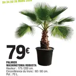 E.Leclerc Palmier Washingtonia Robusta offre