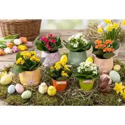 Carrefour Mini plantes pâques offre