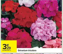 Carrefour Géranium tricolore offre