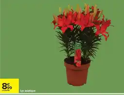 Carrefour Lys asiatique offre