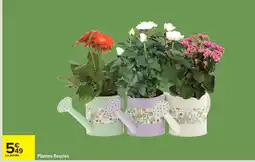 Carrefour Plantes fleuries offre