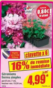 Norma Géraniums lierres simples offre