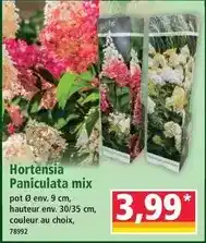 Norma Mix - hortensia paniculata offre