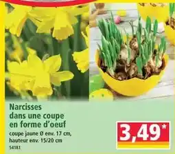 Norma Narcisses dans une coupe en forme d'oeuf offre