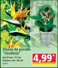 Norma Oiseau de paradis strelitzia offre
