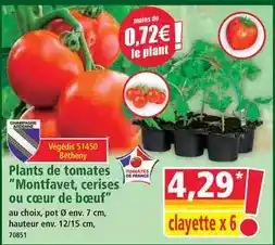 Norma Plants de tomates montfavet, cerises ou cœur de bœuf offre