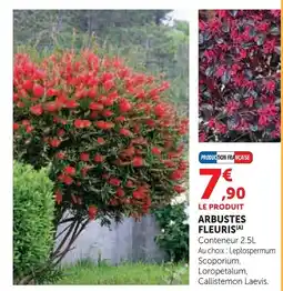 Super U Arbustes fleuris offre