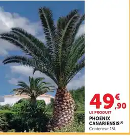 Super U Phoenix canariensis offre