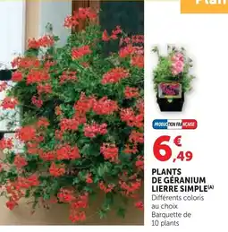 Super U Plants de géranium lierre simple offre
